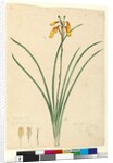 Page 59. Blandfordia nobilis, c.1803-06 by John William Lewin