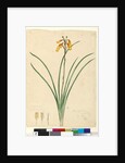 Page 59. Blandfordia nobilis, c.1803-06 by John William Lewin