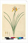 Page 59. Blandfordia nobilis, c.1803-06 by John William Lewin