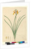 Page 59. Blandfordia nobilis, c.1803-06 by John William Lewin