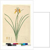 Page 59. Blandfordia nobilis, c.1803-06 by John William Lewin