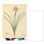 Page 59. Blandfordia nobilis, c.1803-06 by John William Lewin