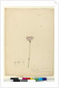 Page 63. Burchardia umbellata, c.1803-06 by John William Lewin