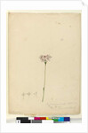 Page 63. Burchardia umbellata, c.1803-06 by John William Lewin