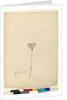 Page 63. Burchardia umbellata, c.1803-06 by John William Lewin
