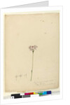 Page 63. Burchardia umbellata, c.1803-06 by John William Lewin
