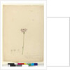 Page 63. Burchardia umbellata, c.1803-06 by John William Lewin