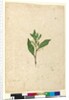 Page 65. Dodonaea triquetra, c.1803-06 by John William Lewin