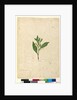 Page 65. Dodonaea triquetra, c.1803-06 by John William Lewin