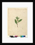 Page 65. Dodonaea triquetra, c.1803-06 by John William Lewin
