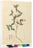 Page 68. Correa speciosa, c.1803-06 by John William Lewin
