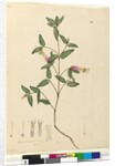 Page 68. Correa speciosa, c.1803-06 by John William Lewin