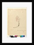 Page 69. Gonocarpus teucrioides, c.1803-06 by John William Lewin