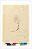 Page 69. Gonocarpus teucrioides, c.1803-06 by John William Lewin
