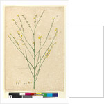 Page 74. Viminaria denudata, c.1803-06 by John William Lewin