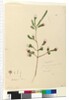 Page 76. Darwinia fascicularis, c.1803-06 by John William Lewin