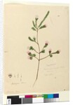 Page 76. Darwinia fascicularis, c.1803-06 by John William Lewin