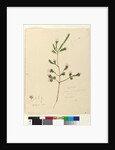 Page 76. Darwinia fascicularis, c.1803-06 by John William Lewin