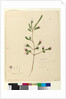 Page 76. Darwinia fascicularis, c.1803-06 by John William Lewin