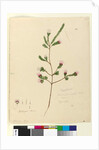 Page 76. Darwinia fascicularis, c.1803-06 by John William Lewin