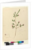 Page 76. Darwinia fascicularis, c.1803-06 by John William Lewin