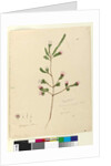 Page 76. Darwinia fascicularis, c.1803-06 by John William Lewin