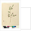 Page 76. Darwinia fascicularis, c.1803-06 by John William Lewin