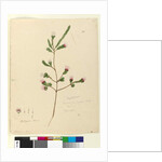 Page 76. Darwinia fascicularis, c.1803-06 by John William Lewin