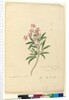Page 77. Ceratopetalum gummiferum, c.1803-06 by John William Lewin
