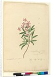 Page 77. Ceratopetalum gummiferum, c.1803-06 by John William Lewin