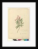 Page 77. Ceratopetalum gummiferum, c.1803-06 by John William Lewin