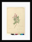Page 77. Ceratopetalum gummiferum, c.1803-06 by John William Lewin