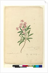 Page 77. Ceratopetalum gummiferum, c.1803-06 by John William Lewin
