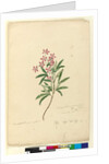 Page 77. Ceratopetalum gummiferum, c.1803-06 by John William Lewin
