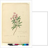 Page 77. Ceratopetalum gummiferum, c.1803-06 by John William Lewin