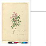 Page 77. Ceratopetalum gummiferum, c.1803-06 by John William Lewin
