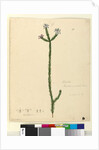 Page 78. Philotheca australis, c.1803-06 by John William Lewin