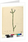 Page 78. Philotheca australis, c.1803-06 by John William Lewin