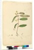 Page 81. Callicoma serratifolia, c.1803-06 by John William Lewin