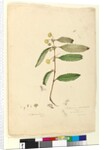 Page 81. Callicoma serratifolia, c.1803-06 by John William Lewin