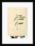 Page 81. Callicoma serratifolia, c.1803-06 by John William Lewin
