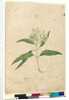 Page 84. Eucalyptus paniculata, c.1803-06 by John William Lewin