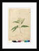 Page 84. Eucalyptus paniculata, c.1803-06 by John William Lewin