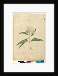 Page 84. Eucalyptus paniculata, c.1803-06 by John William Lewin