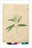 Page 84. Eucalyptus paniculata, c.1803-06 by John William Lewin