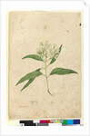 Page 84. Eucalyptus paniculata, c.1803-06 by John William Lewin