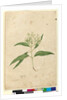 Page 84. Eucalyptus paniculata, c.1803-06 by John William Lewin