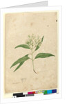 Page 84. Eucalyptus paniculata, c.1803-06 by John William Lewin