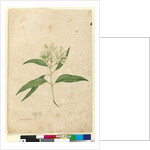 Page 84. Eucalyptus paniculata, c.1803-06 by John William Lewin