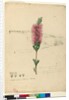 Page 90. Callistemon lanceolatus/Callistemon citrinus, c.1803-06 by John William Lewin